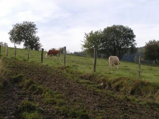 Obergruben Kuehe Ochsen 1